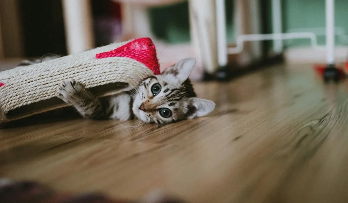 สุนัขกำลังรับขนมสุนัข — ขนมหมา สำหรับฝึก