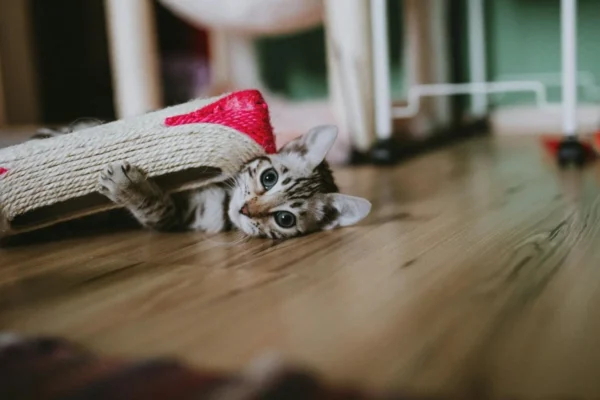 สุนัขกำลังรับขนมสุนัข — ขนมหมา สำหรับฝึก