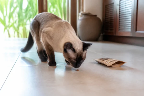 แมวกำลังดมขนมแมว — cat treats สำหรับหมาแพ้ง่าย ไทย 2026