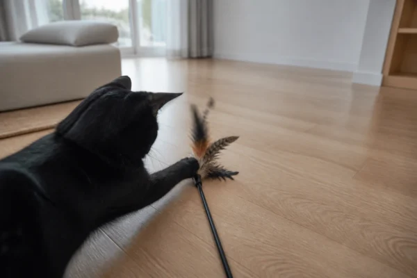 แมวกำลังเล่นของเล่นแมว — cat toys อยู่บ้านคนเดียว ไทย