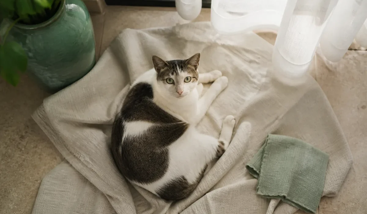 มุมบ้านสะอาดสำหรับสัตว์เลี้ยง — pet health ต้องไปหาหมอไหม ไทย รีวิว 2026
