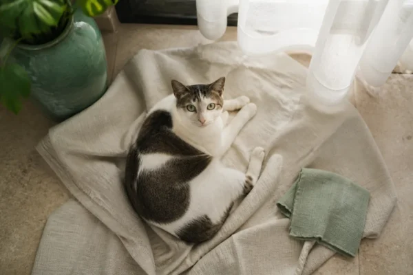 มุมบ้านสะอาดสำหรับสัตว์เลี้ยง — pet health ต้องไปหาหมอไหม ไทย รีวิว 2026