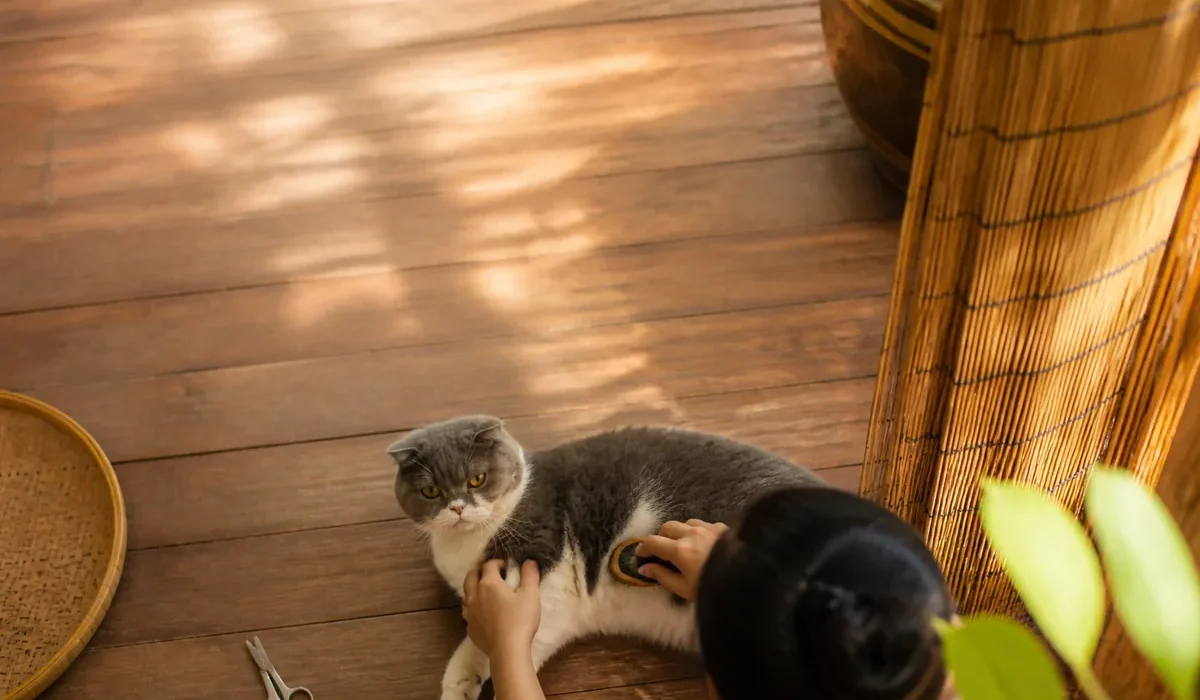 การดูแลขนและกรูมมิ่งแมว — อาบน้ำแมว มือใหม่