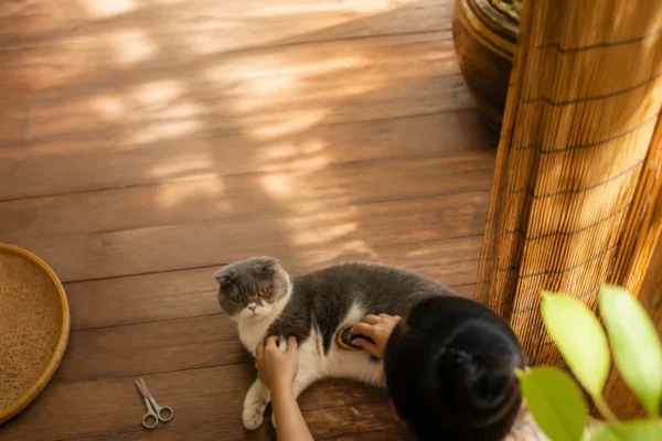 การดูแลขนและกรูมมิ่งแมว — อาบน้ำแมว มือใหม่