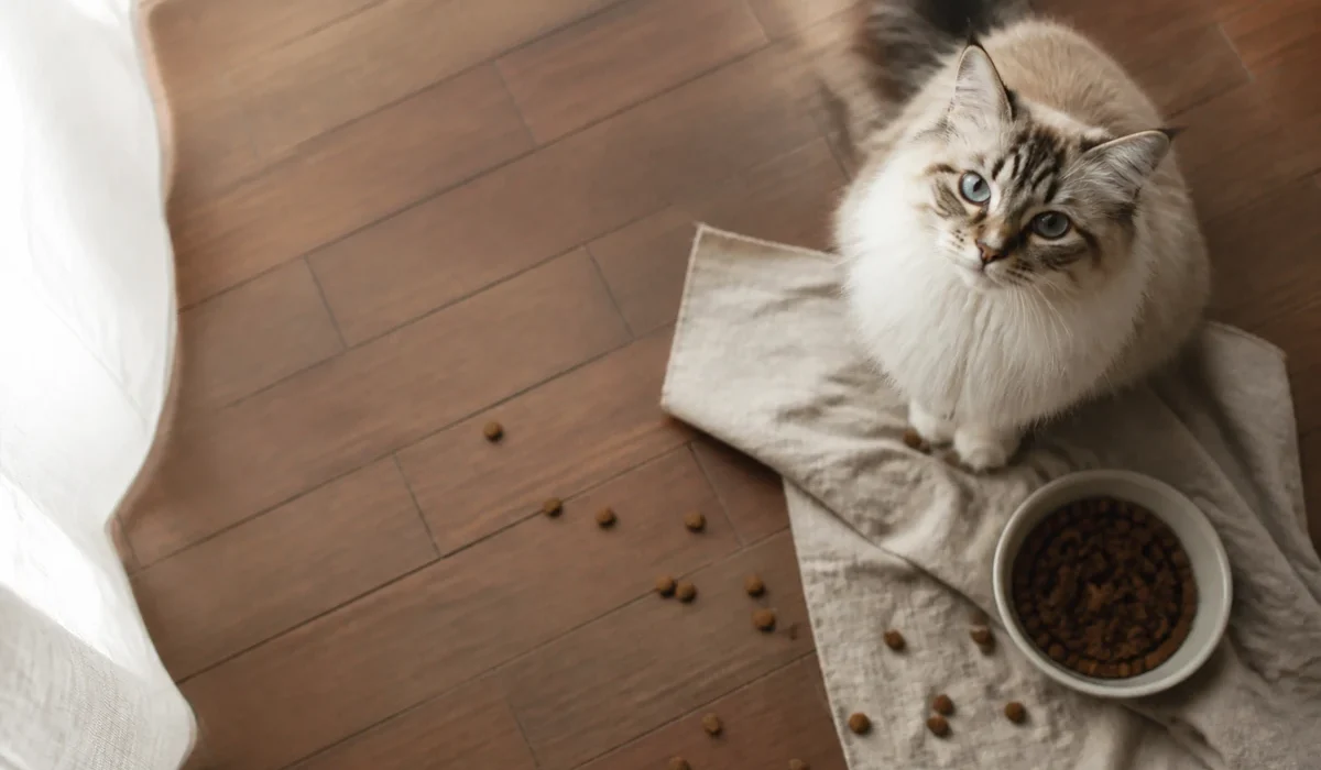 แมวกินอาหารแมวจากชาม — cat food แบบเปียกหรือเม็ด ไทย รีวิว 2026