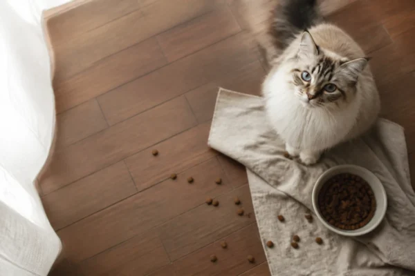 แมวกินอาหารแมวจากชาม — cat food แบบเปียกหรือเม็ด ไทย รีวิว 2026